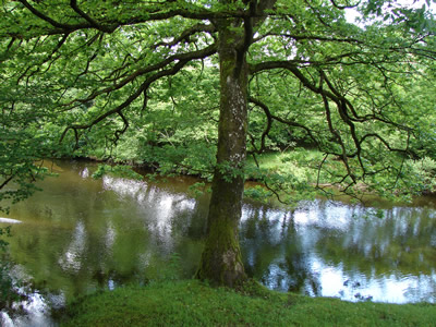 Cefnllysgwynne, River Irfon